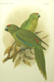 Keulemans Lord Howe Island Parakeet
