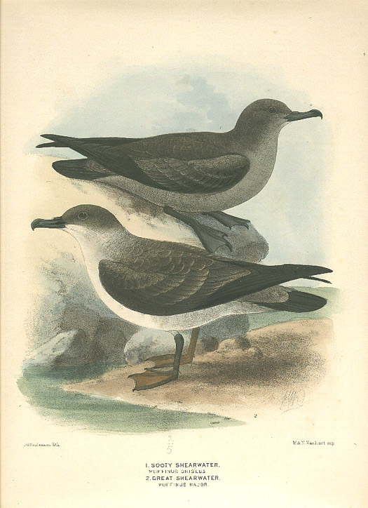 Keuleman's Sooty and Great Shearwaters