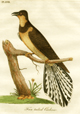 Fan tailed Cuckow