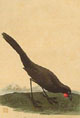 Cinereous Wattle Bird (South Island Kokako)
