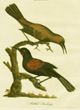Wattled Starlings