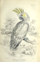 Lear, Suphur-crested cockatoo
