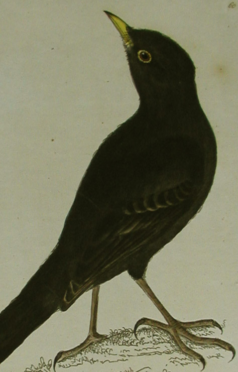 Black Bird close-up