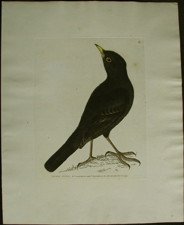 Black Bird (Black ouzel)