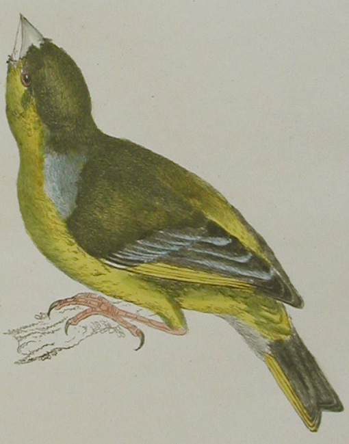 Greenfinch; close-up of image
