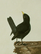 Lewin Blackbird