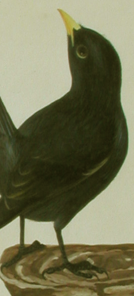Blackbird close-up