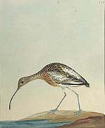 Curlew, Lewin water colour