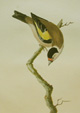 Lewin Goldfinch