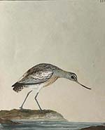 Grey godwit (pl. 151), Lewin water colour