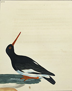 Pied Oystercatcher (pl. 188), Lewin water colour
