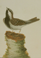 Lewin Passermine (Sparrow)