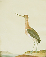 Red godwit (pl. 160), Lewin water colour
