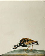 Turnstone (pl. 179), Lewin water colour