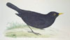 Morris black bird