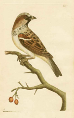 Shaw & Nodder, Common Sparrow