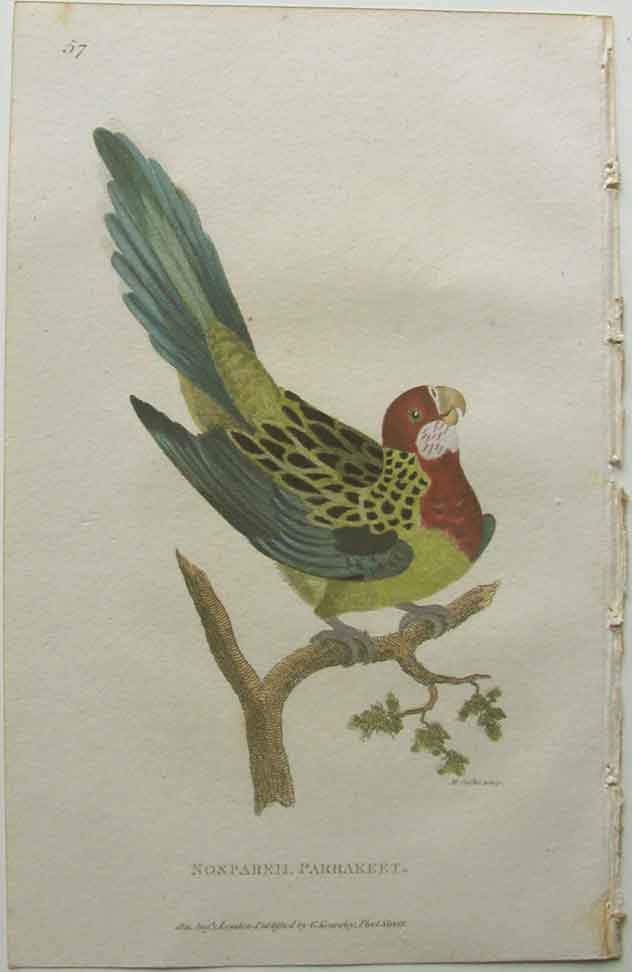 Nonpareil Parakeet, (Eastern Rosella)