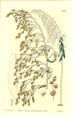 Paxton, Long-leaved Dryandra