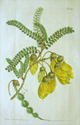 Curtis, Kowhai, Edwardsia microphylla