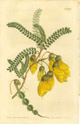 Curtis, Kowhai, Edwardsia microphylla, link to Curtis botanical magazine page