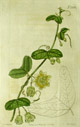 Curtis, Passion flower, Monodelphia pentandria