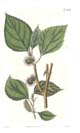 Curtis, Paper Mulberry Tree, Broussonetia papyrifera