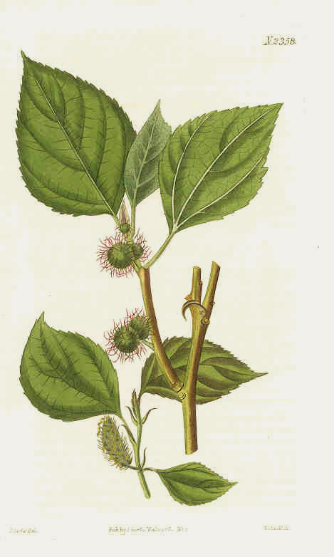 Paper Mulberry Tree, Broussonetia papyrifera