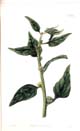 Curtis, New Zealand Spinach, Tetragonia expansa