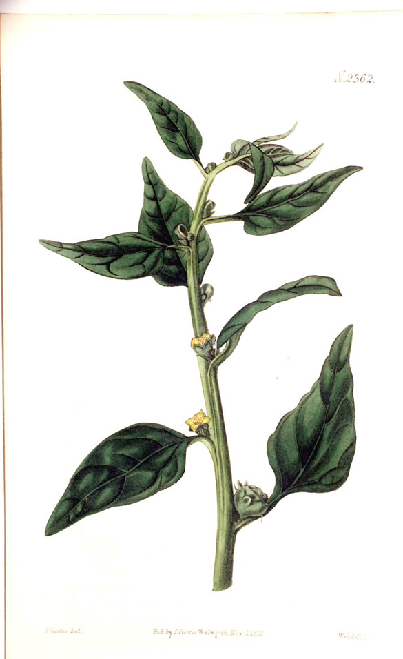 New Zealand Spinach, Tetragonia expansa