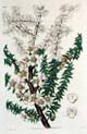 Curtis, Tea tree, Leptospernum scoparium, 3419