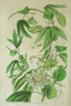 Curtis, Passion flower, Passiflora tucumanensis, 3636