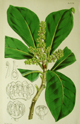 Curtis, Karaka, Corynocarpus laevigata, 4379