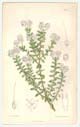 Curtis, Veronica carnosula (pinguifolia), Hebe