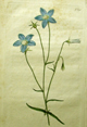 Curtis, Slender Bell Flower