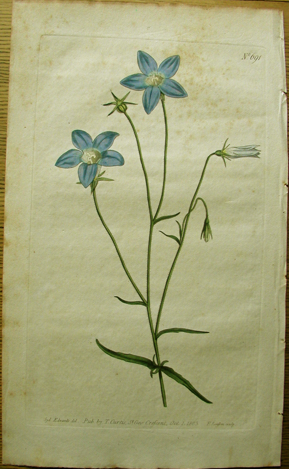 Curtis, Slender Bell Flower, Campunula gracilis