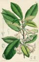 Curtis, Alseuosmia macrophylla, Karapapa, 6951
