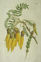 Curtis, Kowhai, Sophora tetraptera
