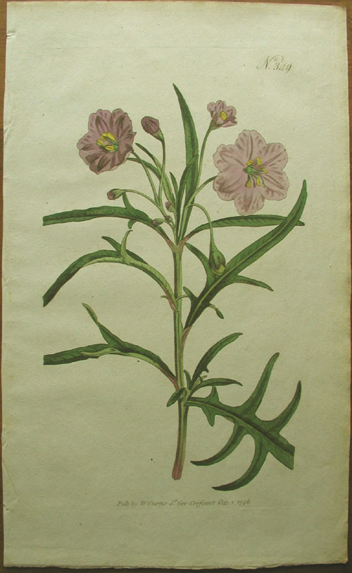 Curtis, Poroporo, Solanum laciniatum