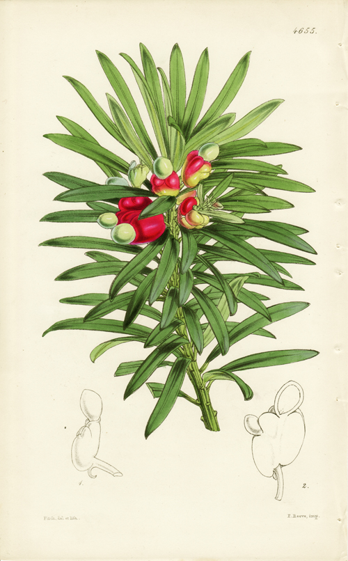 Curtis, Podocarpus nerifolia