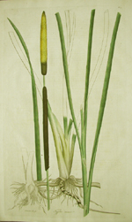 Curtis, Catstail, Typha minor, link to Flora Londinensis page