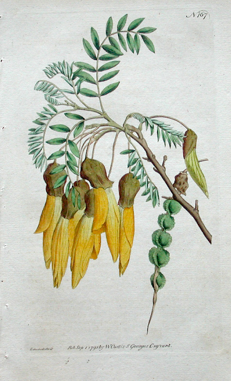 Curtis, Sophora tetraptera, Kowhai