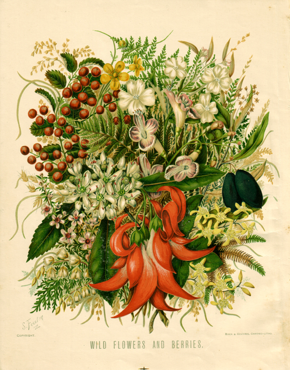 Sarah Featon, Wild flowers and berries