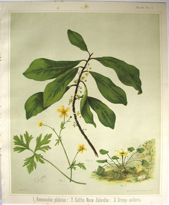 Sarah Featon, Ranunculus plebeius, Caltha Novae Zelandiae, Drimys axillaris