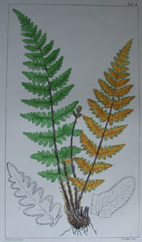 Ferns, Cheilanthes ochracea. Tab 4