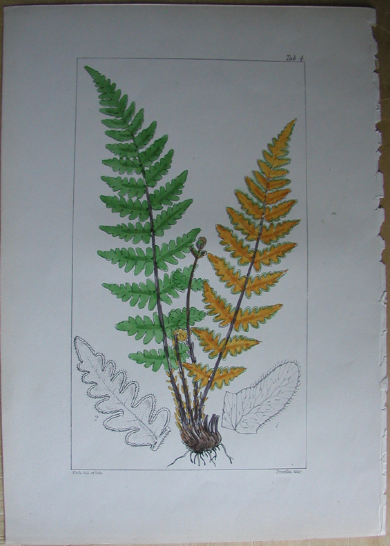 Ferns, Cheilanthes ochracea, Tab 4