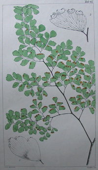 Hooker, Ferns, Adiatum glaucophyllum. Tab 61