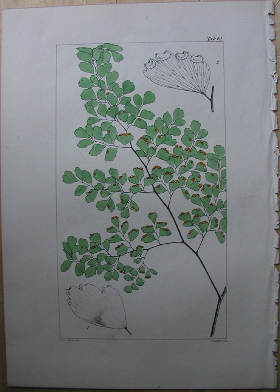 Ferns, Adiatum glaucophyllum. Tab 61
