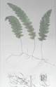 Hooker fern, Hymenophyllum undulatum