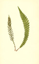 Lowe, Lomaria lanceolata