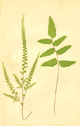 Lowe, Adiatum hispidulum & A. obliquum
